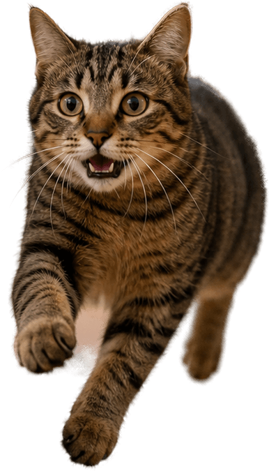 Tabby cat